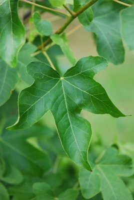 Liquidambar styraciflua 'Rotundiloba' - ambroň západní - list